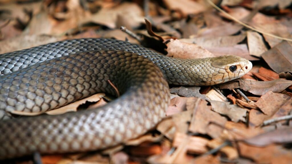 A 4ft long snake slithers into a woman’s throat