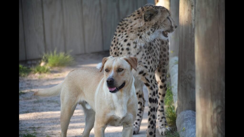 Cheetah and dog at Metro Richmond Zoo celebrate one years’ friendship