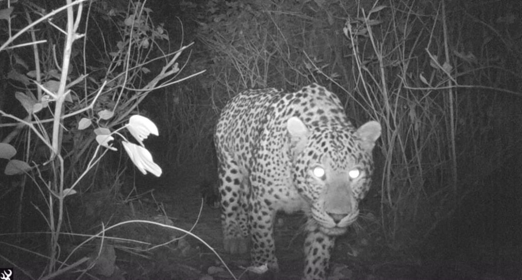 leopards Seen in margalla hills