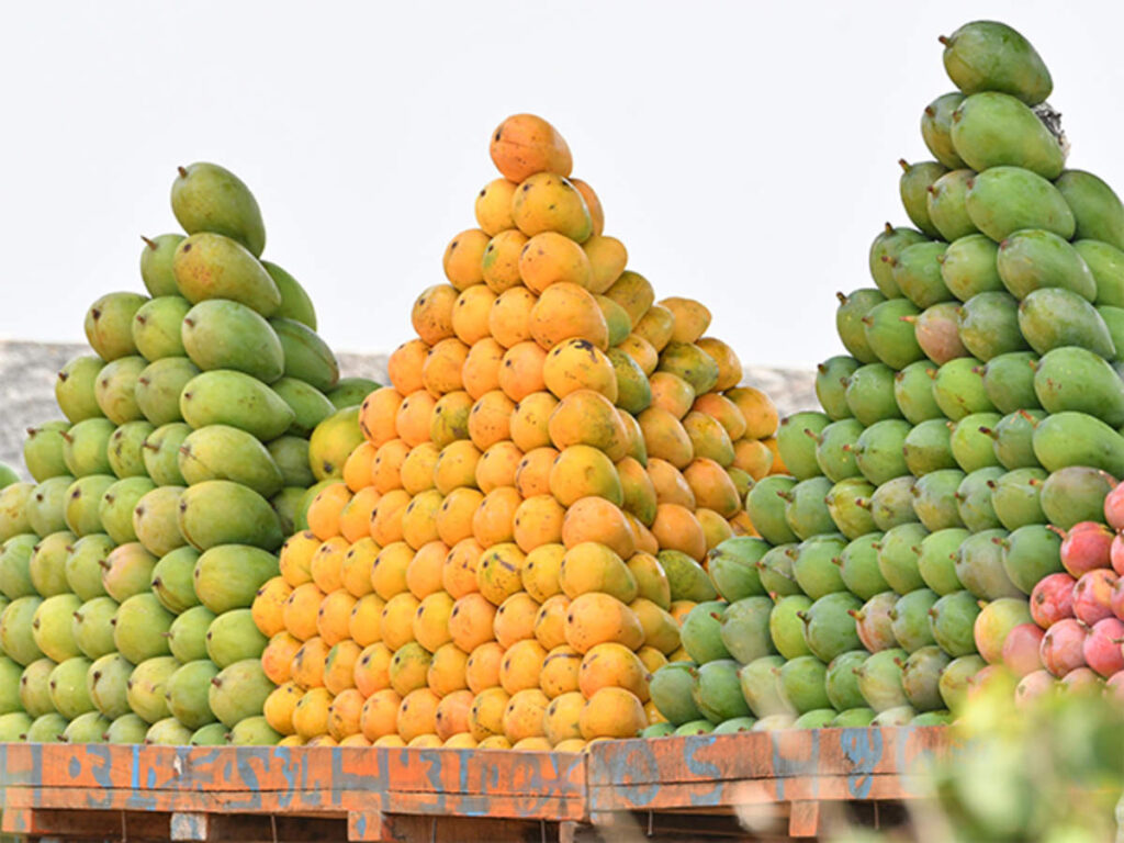 Climate Change threatens Pakistani mangoes.