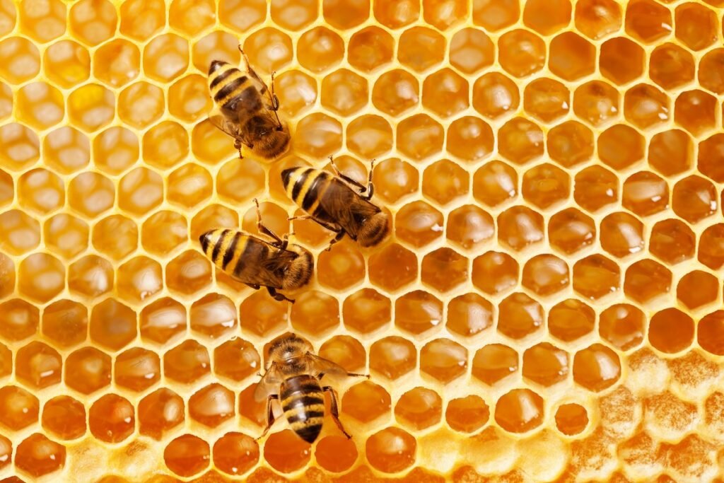 Land of Milk & Honey: ‘Pakistan produces 15,750 tons of honey