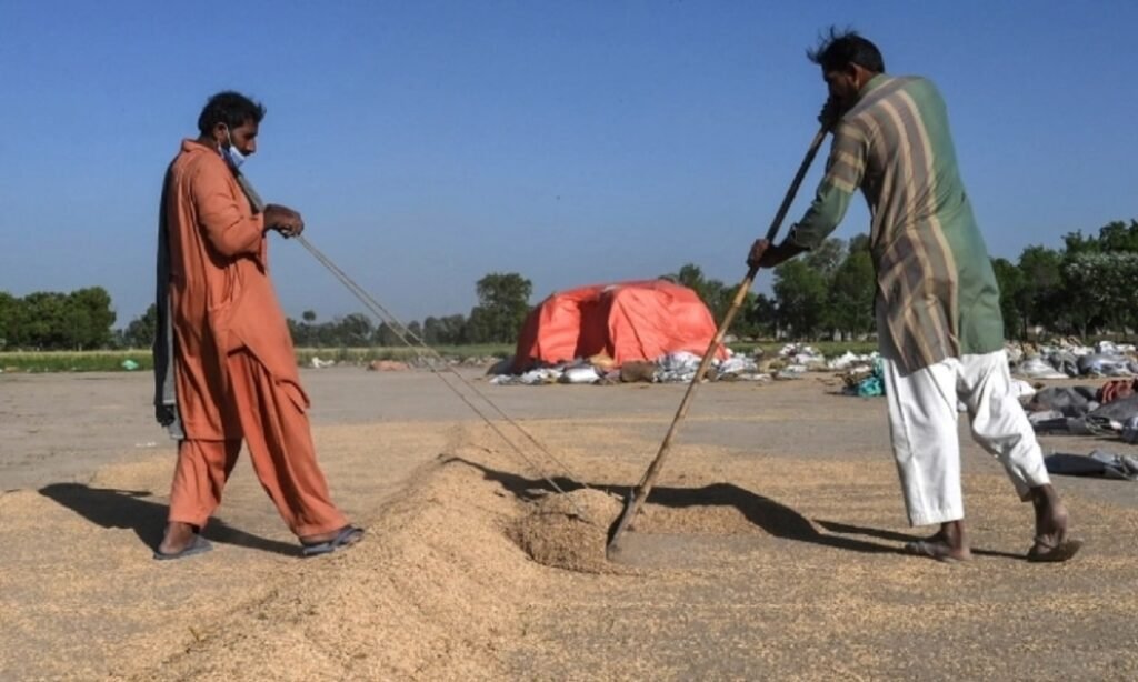 From Russia With Love of Rice: Russia gives go-ahead to rice import from Pakistan