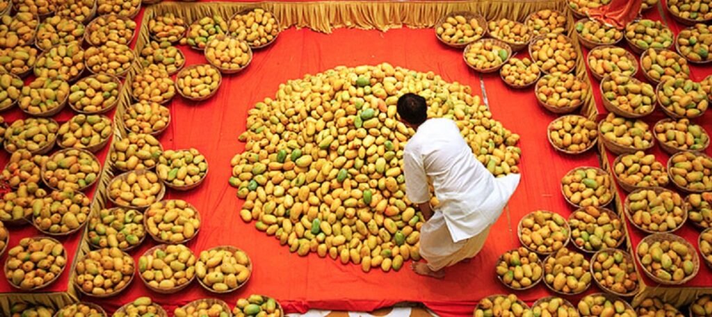 King of Fruits Can Bring Royal Money: Experts discuss mango export potential