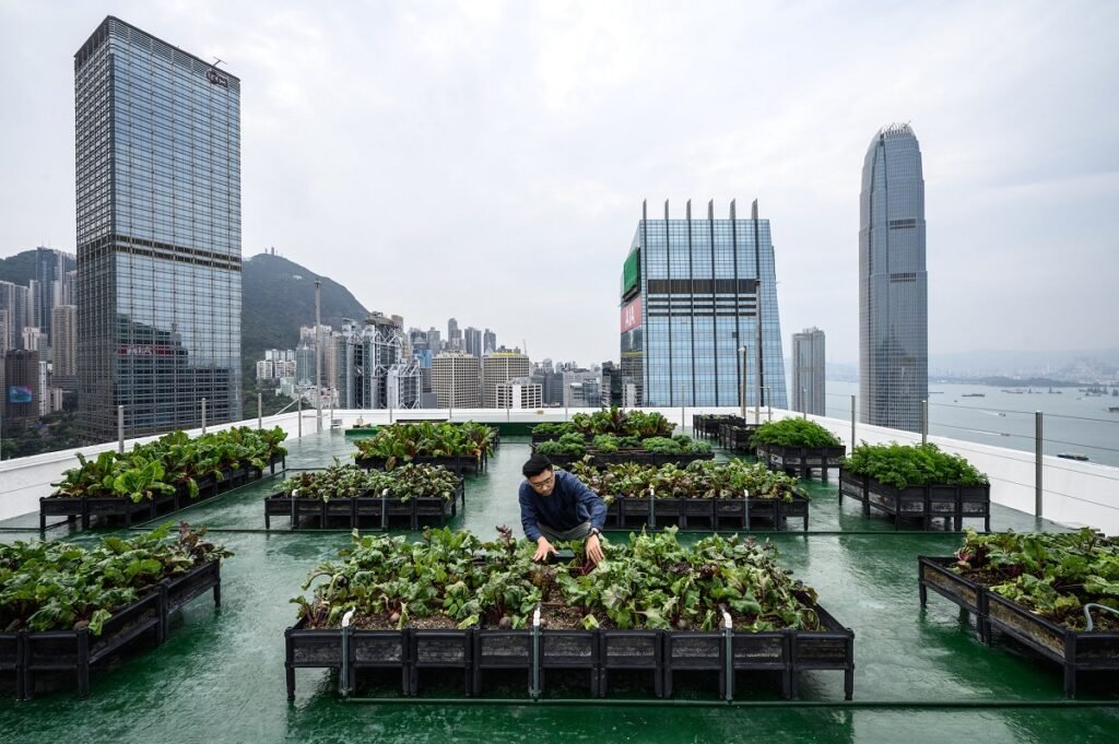 Hong Kong’s urban farms sprout gardens in the sky