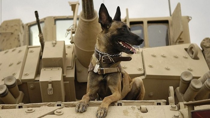 US denies reports of abandoning military dogs at Kabul airport