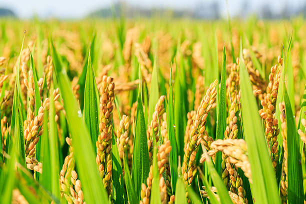 ripe rice in the country farmland