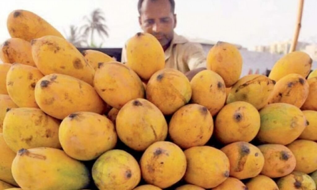 Farmers worry about low mango production