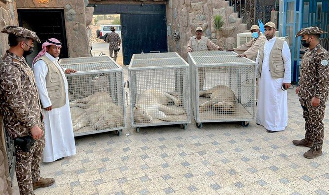 Saudi citizen jailed for 10 years for keeping lions at his private resort