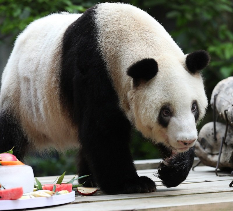 World’s oldest Panda An An poisoned to death at the age of 35