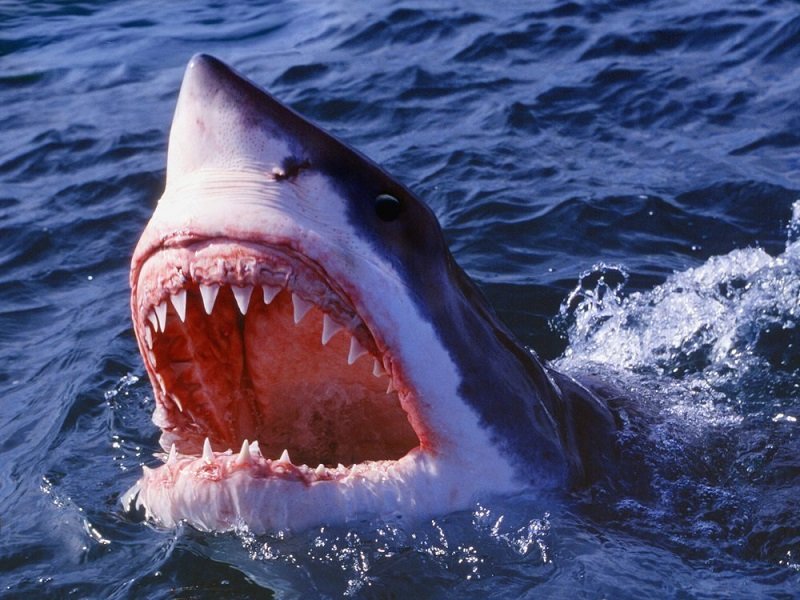 Shark targeting female tourists, kills two foreigners, injures another in Egypt