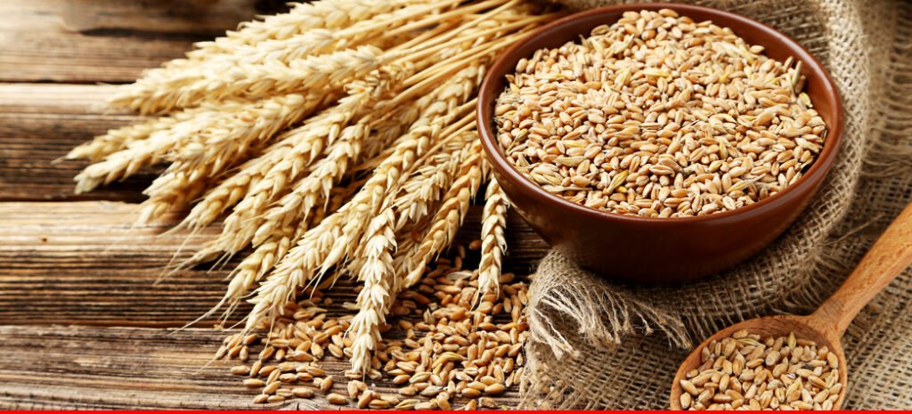 Punjab Government Releases Additional Wheat to Control Market Prices