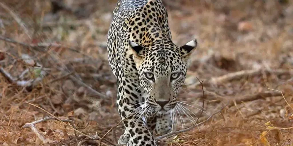 Saidpur on high alert after three leopards enter village