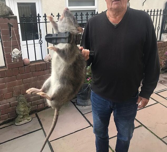 Two Feet Long Rats Create Scare In Britain | The Truth International