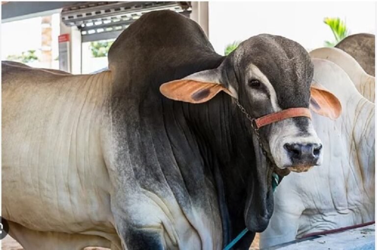 Brazil's Nilore cow becomes the world's most expensive cow which ...