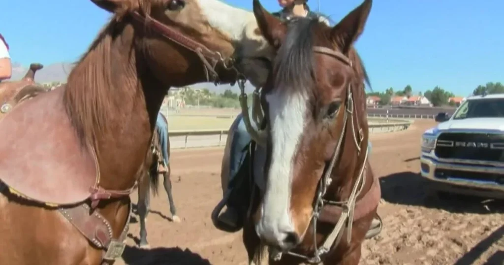 Mysterious deaths of seven valuable horses in Gujrat leave owner and authorities baffled