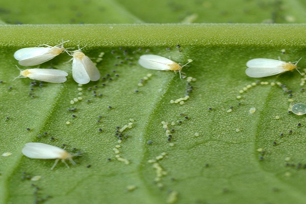 whitefly