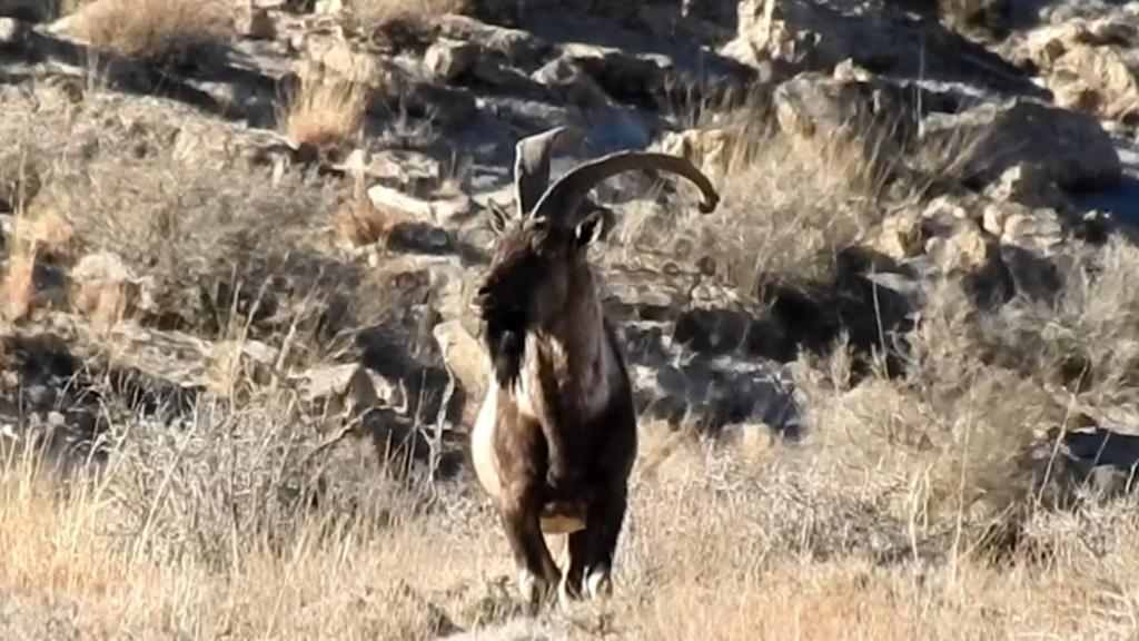 Chiltan Ibex: Endangered wild goat saved from extinction in Pakistan ...