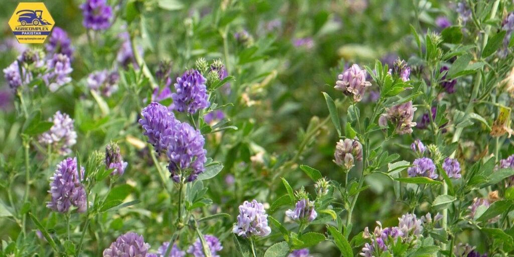 SIFC and Saudi Company signed accord to cultivate alfalfa in Pakistan