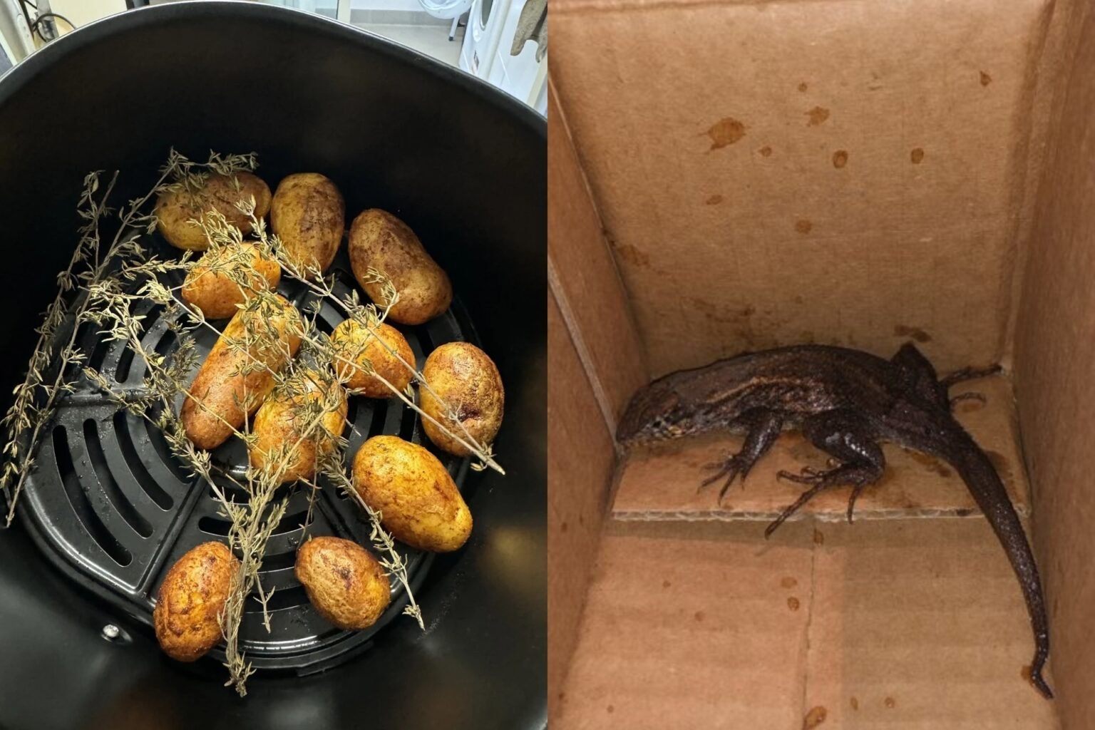 Colombian Woman Orders Air Fryer from Amazon, Receives Lizard Instead