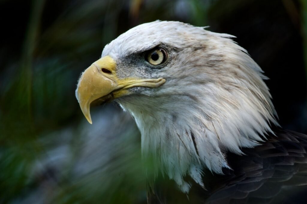 The Wildlife Department has recovered an eagle valued at over Rs100 million