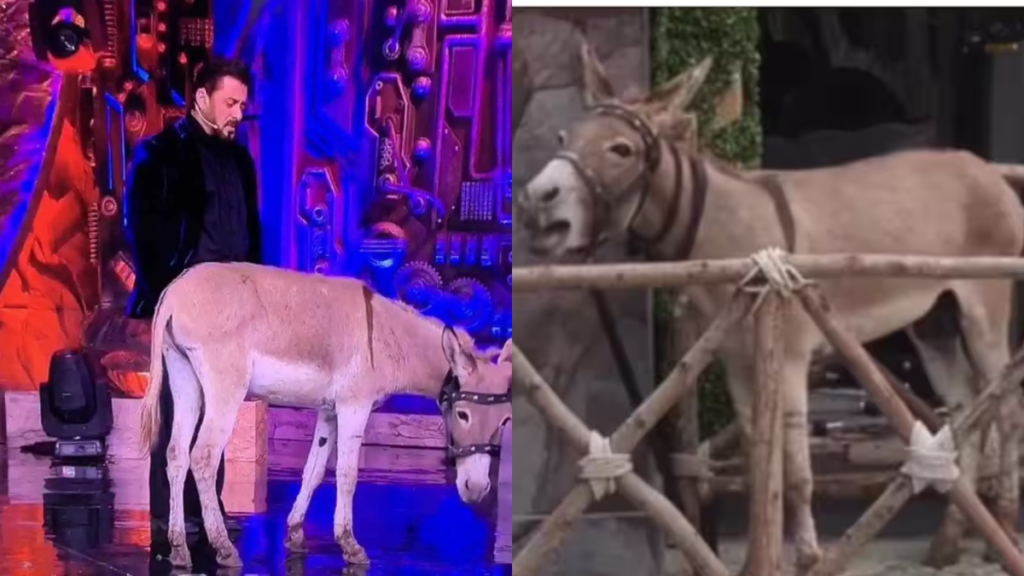 Donkey Removed from Bigg Boss 18 After PETA’s Allegations