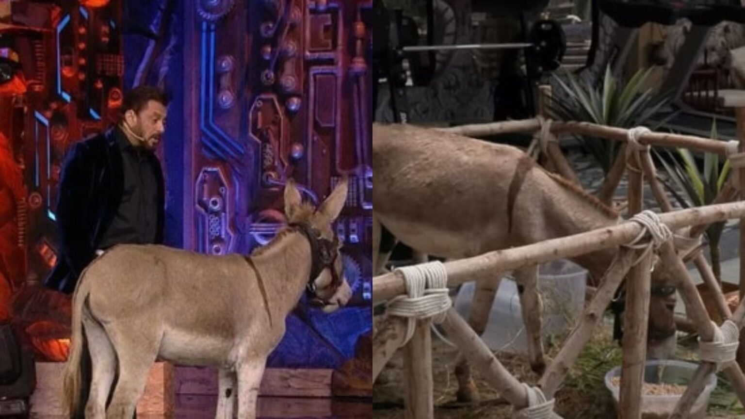 Chinese Firms Seek License to Export Donkey Meat from Pakistan Chinese companies have applied for a license to start donkey meat export from Pakistan to China