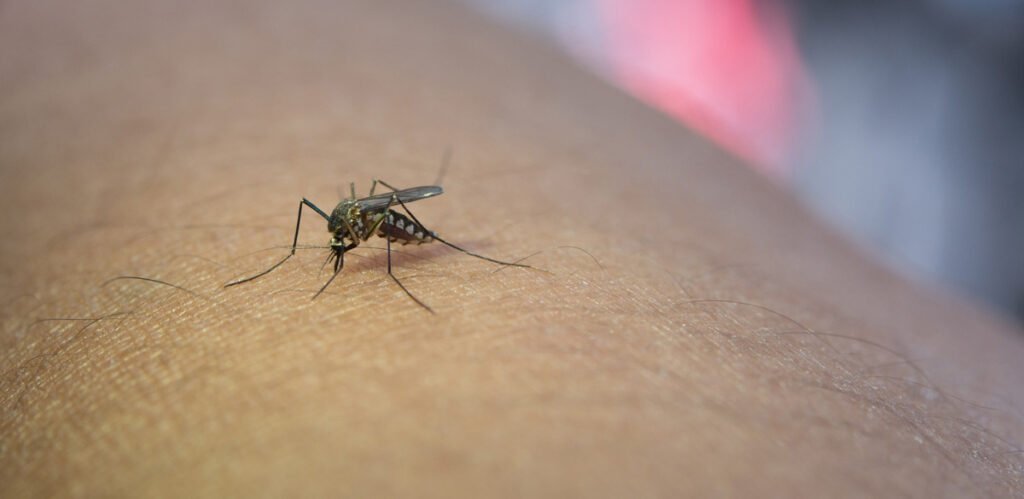 Health Ministry releases updated dengue advisory