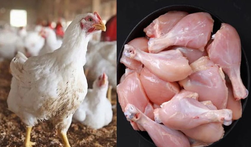 Chicken Prices Soar Across Punjab Amid Supply Shortage