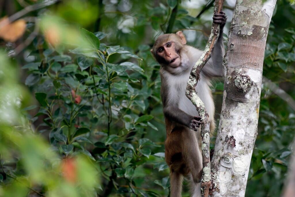 43 Monkeys Escape from South Carolina Medical Research Facility