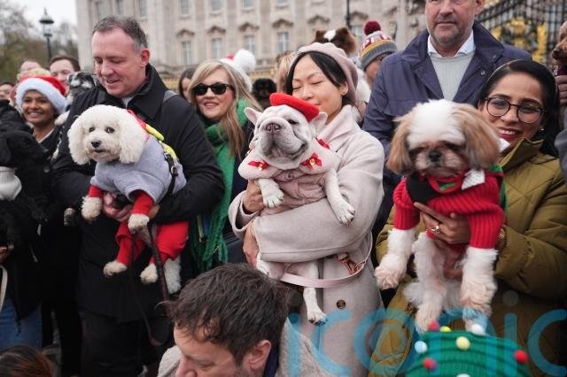 Dogs and Humans Parade for Christmas Cheer in La Paz