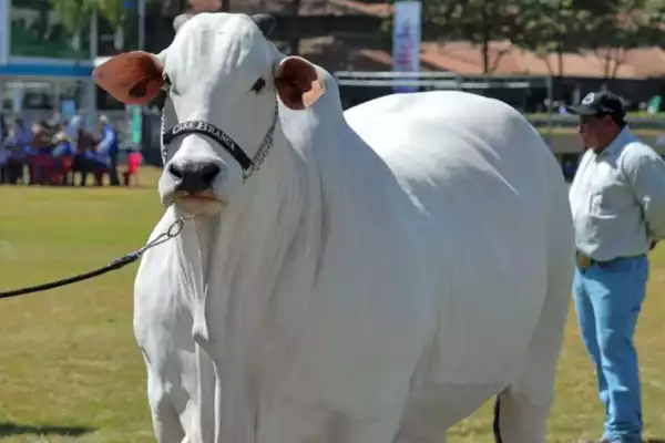 Indian-Origin Nelore Cow Viatina-19 Sets World Record with $4.82 Million Sale
