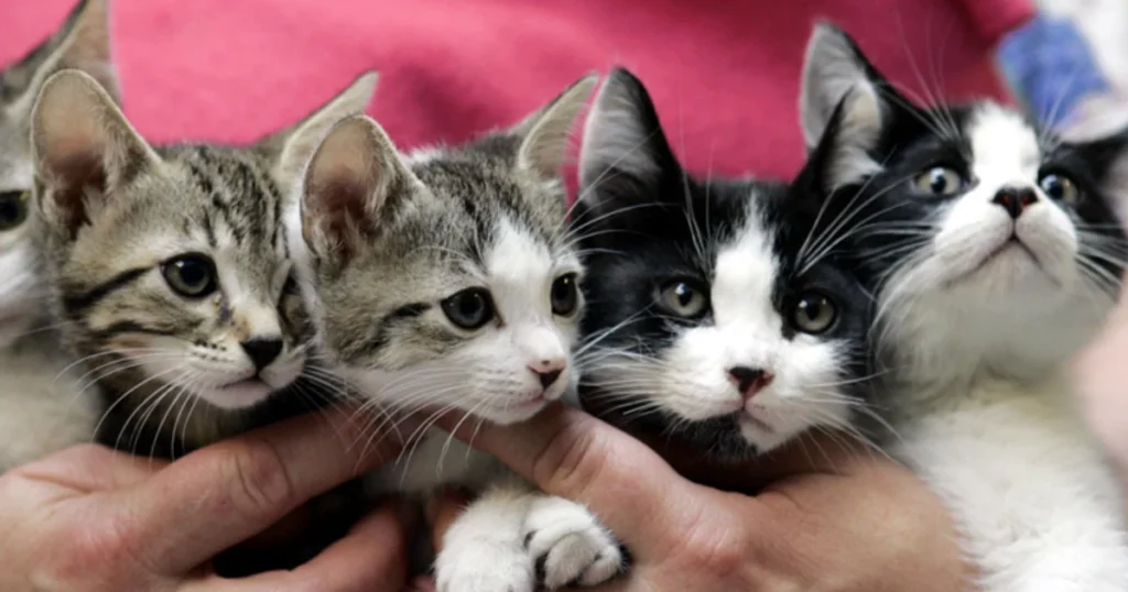 Study Finds Humans Can Transmit Deadly Bird Flu to Cats