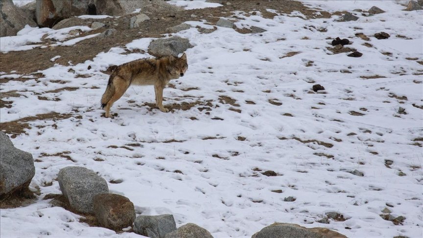 Vanishing population of wolves in Pakistan sparks urgent conservation measures