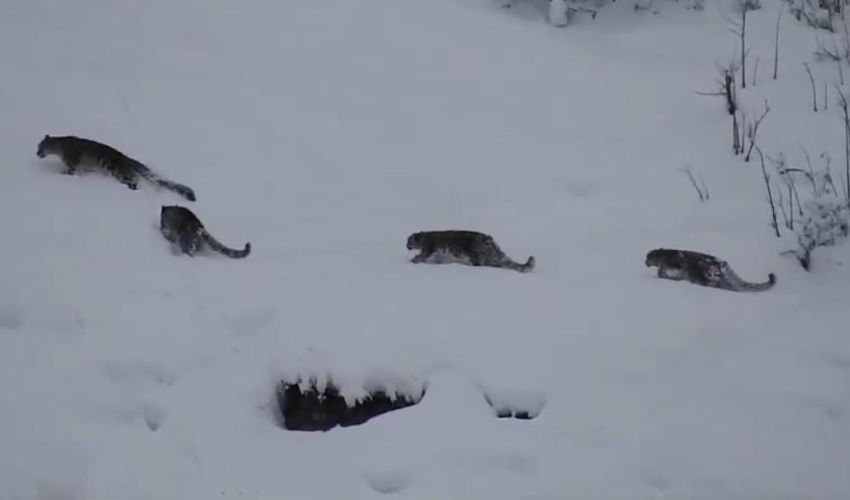 ‘Extraordinary event’: Four Snow Leopards Spotted Together in Gilgit-Baltistan