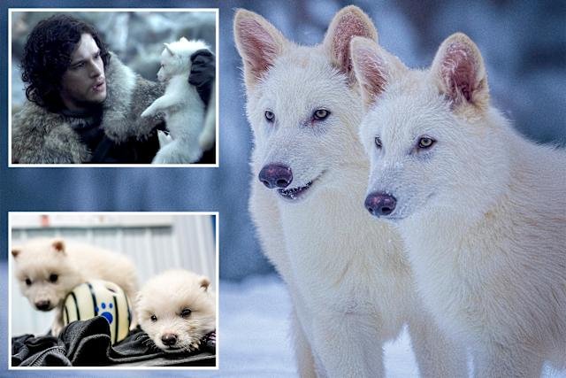 Scientists Revive the Dire Wolf, Marking the First De-Extinction in History