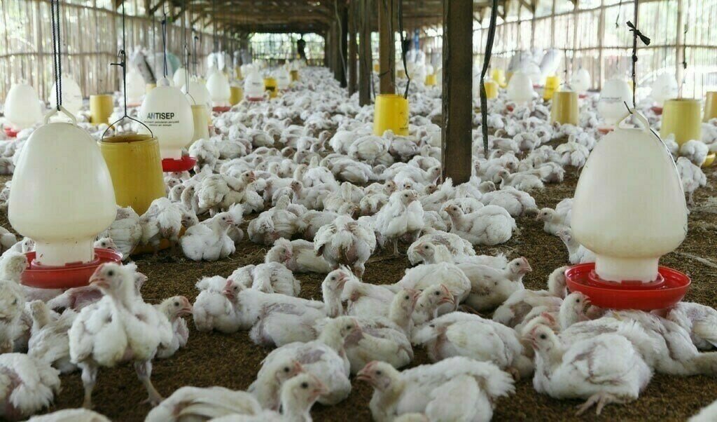 Cartelization: CCP imposes Rs 155 million fine on poultry Hatcheries