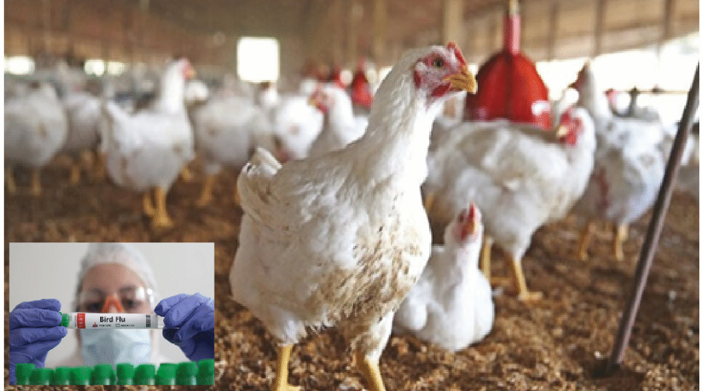 Brazil Confirms Bird Flu Outbreak, Triggers Poultry Import Bans from Dozens of Countries Including Pakistan