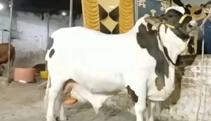 1,600-Kilo Bull “JF-17 Thunder” Sold for Rs5 Million Ahead of Eid ul Adha