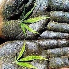 Senate Refers PTA Chairman’s ‘charas’ allegation to Privileges Committee After Heated Exchange with Senator Aimal Wali Khan