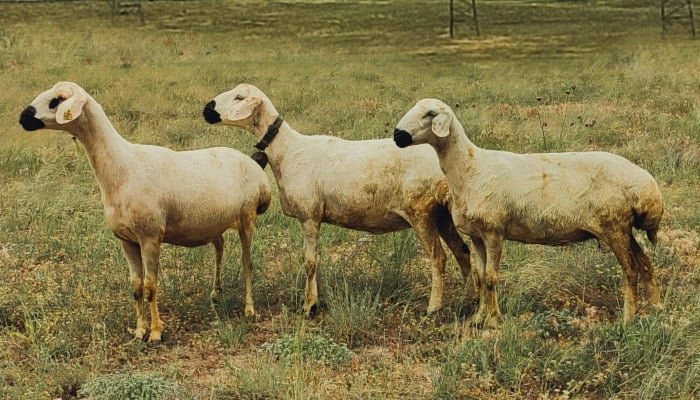 Armed Robbers Steal Rickshaw and Sacrificial Animals in Karachi