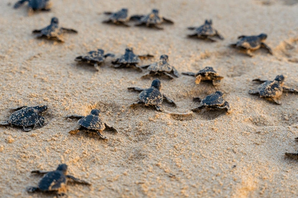 Children Participate in Releasing Baby Turtles and Cleaning Hawks Bay Beach