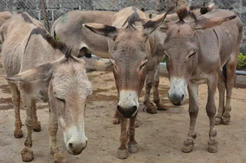 Donkey Meat Seizure in Islamabad: Authorities Confirm No Local Supply, Export Plan Uncovered