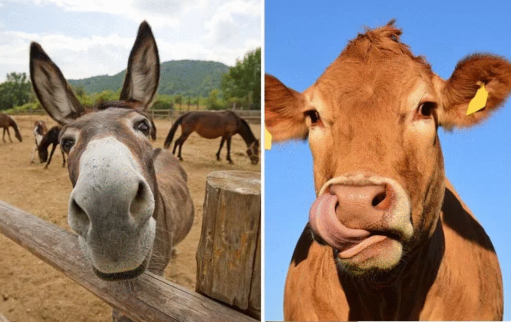 Could You Be Eating Donkey Meat? Here’s How to Tell Before It’s Too Late donkey meat