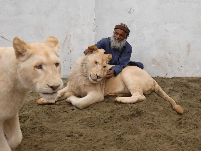 Big Cats, Bigger Trouble: Punjab Launches Crackdown on Illegal Lion Owners