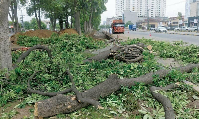 ‘Not a Single Tree’: LHC Enforces Strict Ban to Protect Lahore’s Lungs