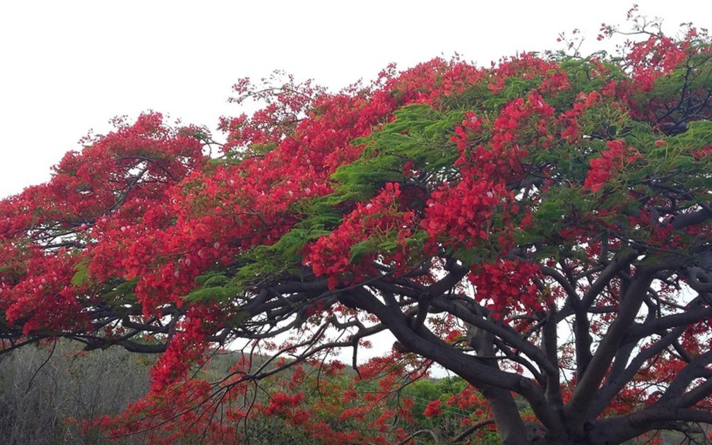 Trees in Pakistan: Green Heritage & Ecological Champions trees in pakistan