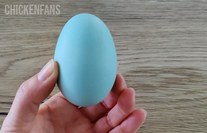 Rare Blue Egg Laid by Hen in Karnataka Stuns Villagers and Experts Alike