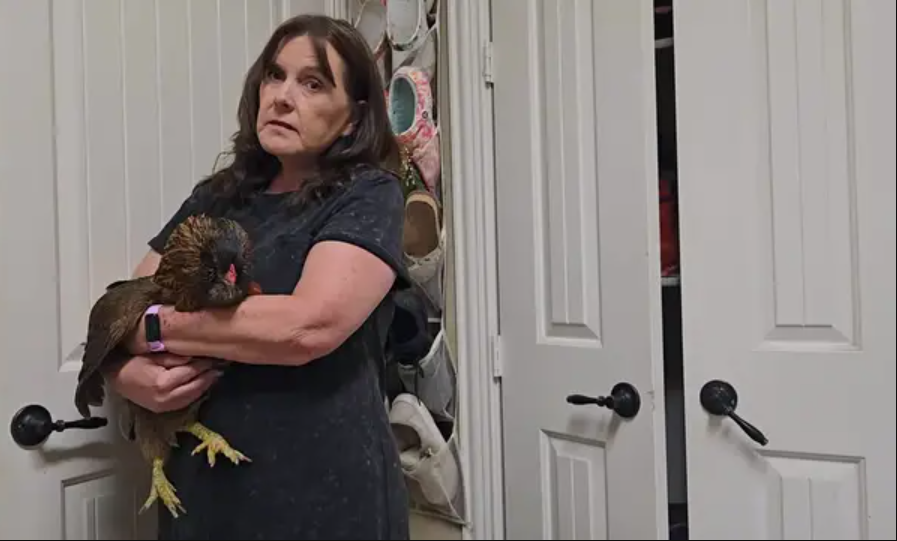 Meet Pearl – The World’s Oldest Living Chicken at 14 Years Old world’s oldest living chicken Pearl