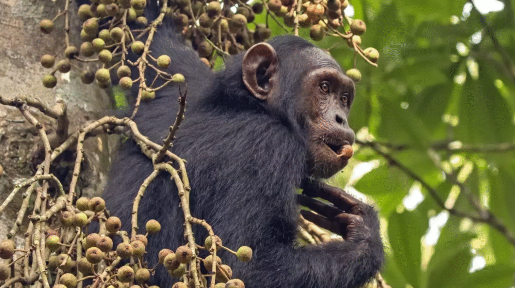 Chimpanzees Consume Alcohol Daily, Study Finds chimpanzees consume alcohol daily