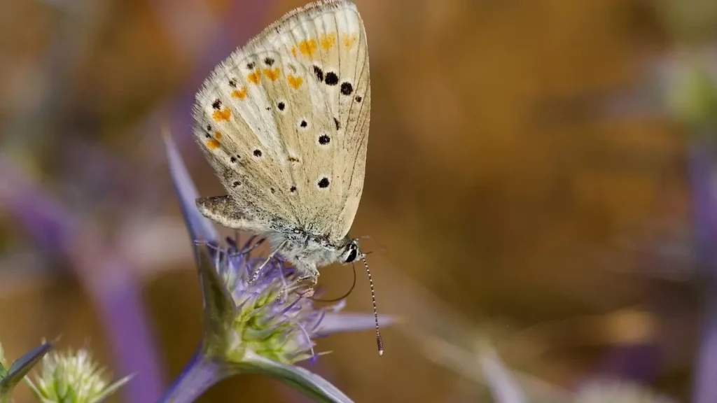 Atlas Blue Butterfly: The Tiny Insect With the Most Chromosomes on Earth Atlas blue butterfly chromosomes